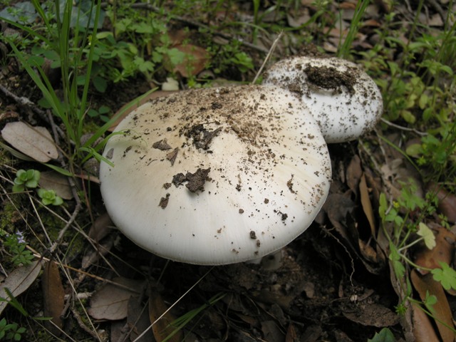 Amanita sp.